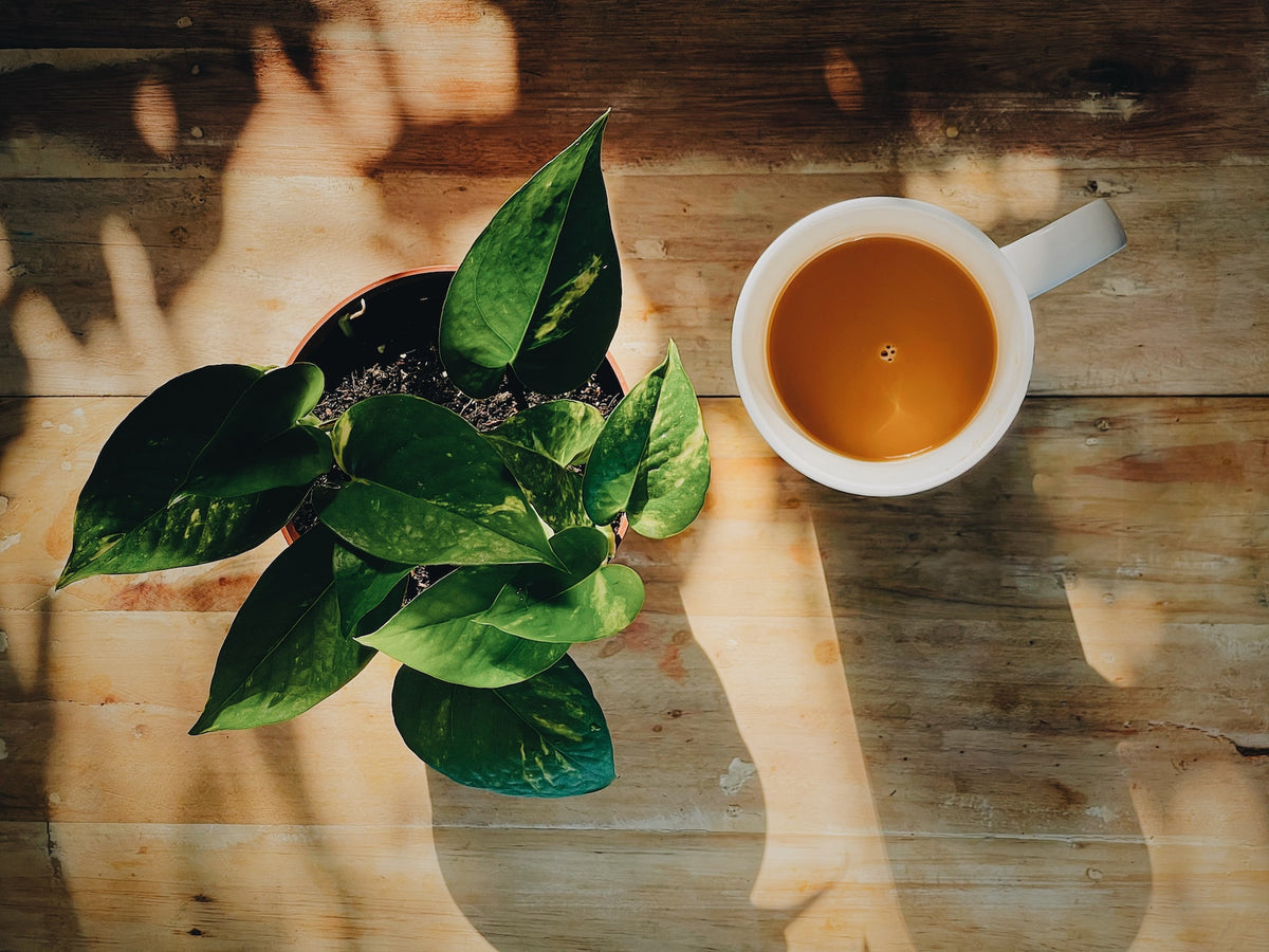 Does Chai Tea Have Caffeine? What You Need to Know — Clearview Tea Co.